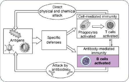 Figure 1A