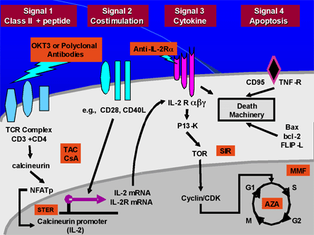 Figure 4B