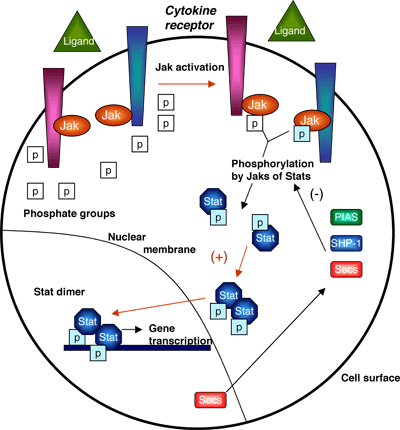 Stage 19, Figure 7